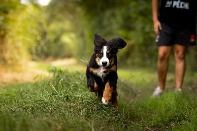 Les chiots de Bouvier Bernois