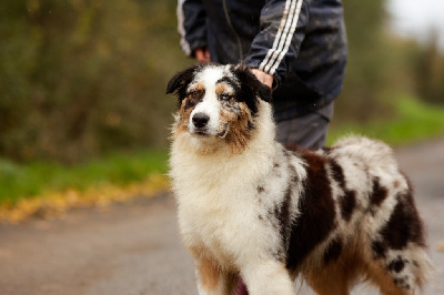 Les chiots de Berger Australien