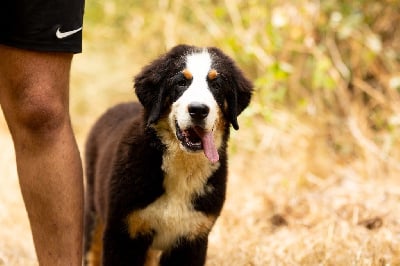 Les chiots de Bouvier Bernois