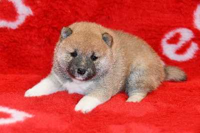 CHIOT 2 - Shiba