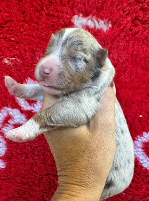 Les chiots de Berger Américain Miniature 