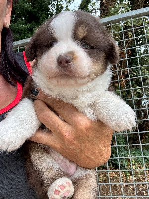 Les chiots de Berger Américain Miniature 