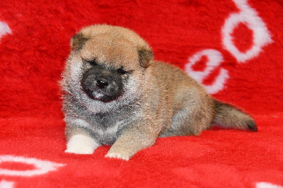 CHIOT 1 - Shiba