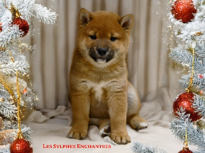 Les chiots de Shiba