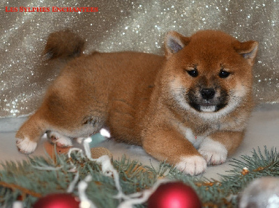 Les chiots de Shiba