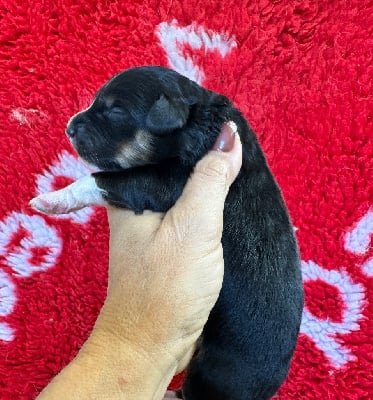 Les chiots de Berger Américain Miniature 