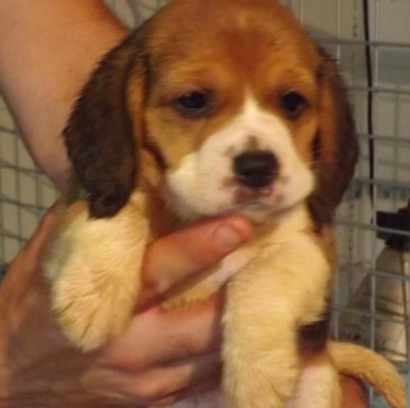 CHIOT 2 - Beagle