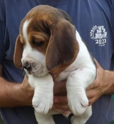 Les chiots de Beagle