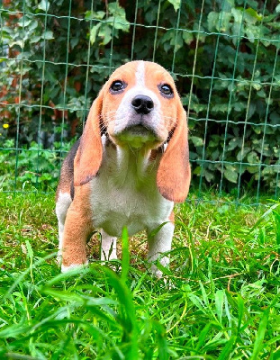 Les chiots de Beagle