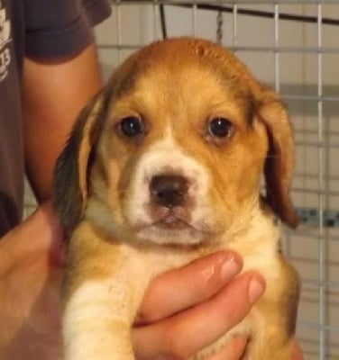 Les chiots de Beagle