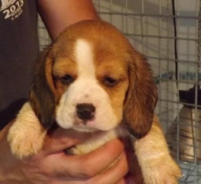 CHIOT 1 - Beagle