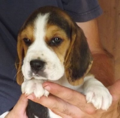 CHIOT 2 - Beagle