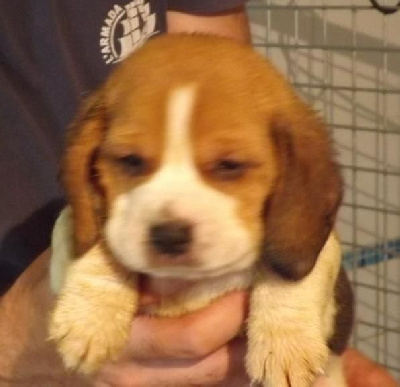 Les chiots de Beagle