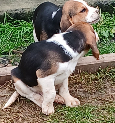 Les chiots de Beagle