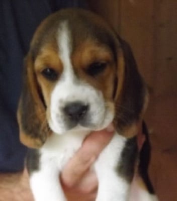 Les chiots de Beagle