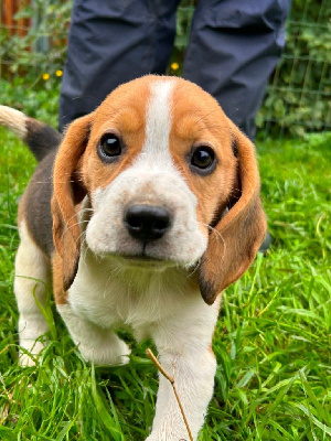 Les chiots de Beagle