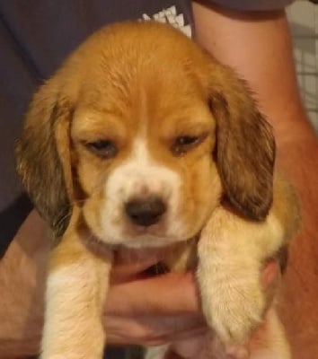 CHIOT 6 - Beagle