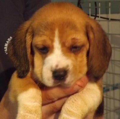 Les chiots de Beagle