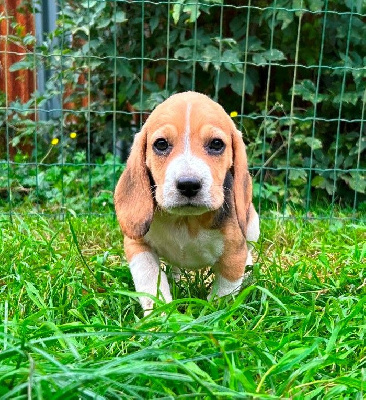 Les chiots de Beagle