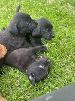 Les chiots de Labrador Retriever