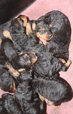 Les chiots de Airedale Terrier