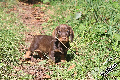 Les chiots de Teckel poil dur