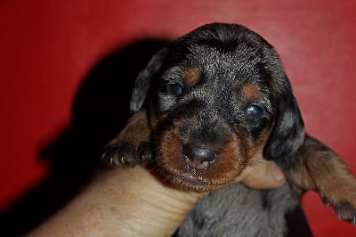 Les chiots de Teckel poil dur