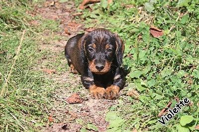 Les chiots de Teckel poil dur