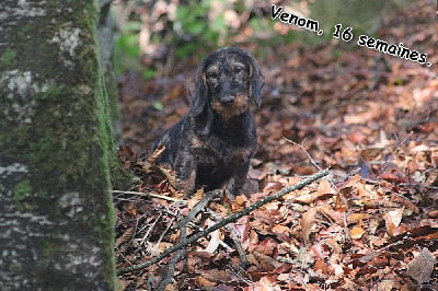 Les chiots de Teckel poil dur