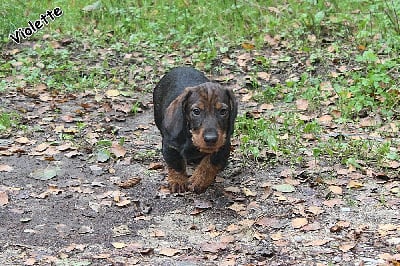 Les chiots de Teckel poil dur