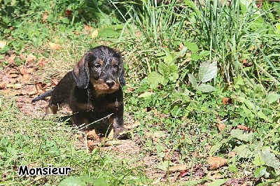 Les chiots de Teckel poil dur