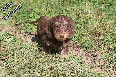 Les chiots de Teckel poil dur