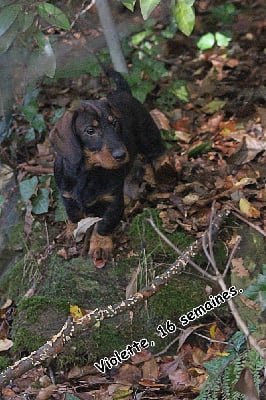 Les chiots de Teckel poil dur