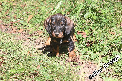 Les chiots de Teckel poil dur