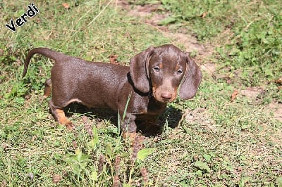 Les chiots de Teckel poil dur