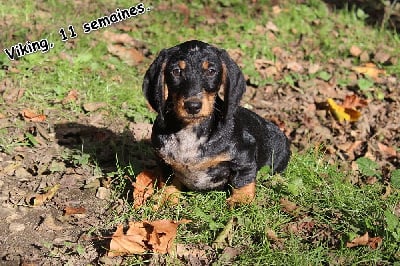 Les chiots de Teckel poil dur