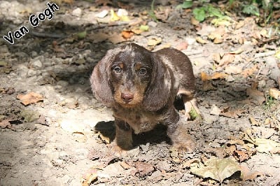 Les chiots de Teckel poil dur