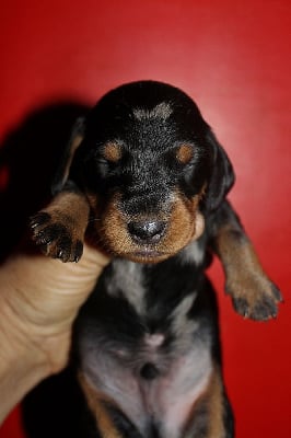 Les chiots de Teckel poil dur