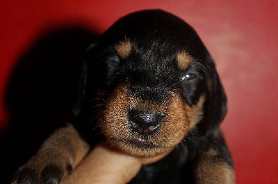 Les chiots de Teckel poil dur