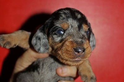 Les chiots de Teckel poil dur