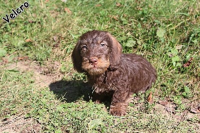 Les chiots de Teckel poil dur