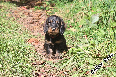 Les chiots de Teckel poil dur