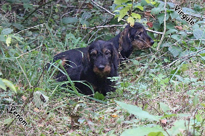 Les chiots de Teckel poil dur