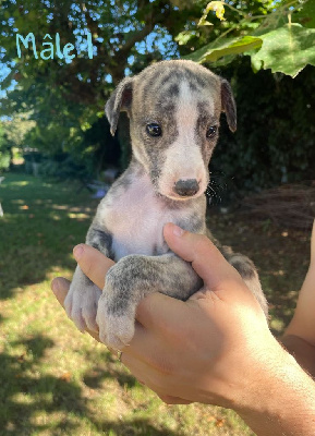 Les chiots de Whippet