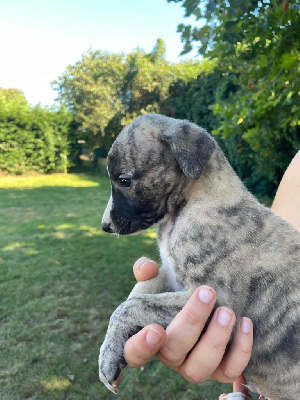 Les chiots de Whippet