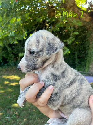 Les chiots de Whippet