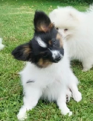 Les chiots de Epagneul nain Continental (Papillon)