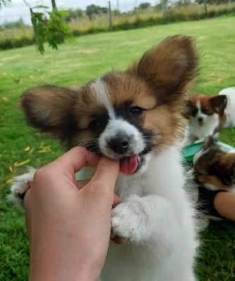 Les chiots de Epagneul nain Continental (Papillon)