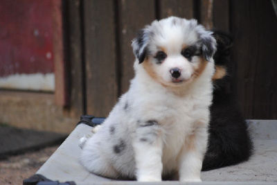 Les chiots de Berger Américain Miniature 