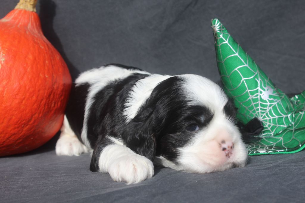 femelle noire et blanche - American Cocker Spaniel